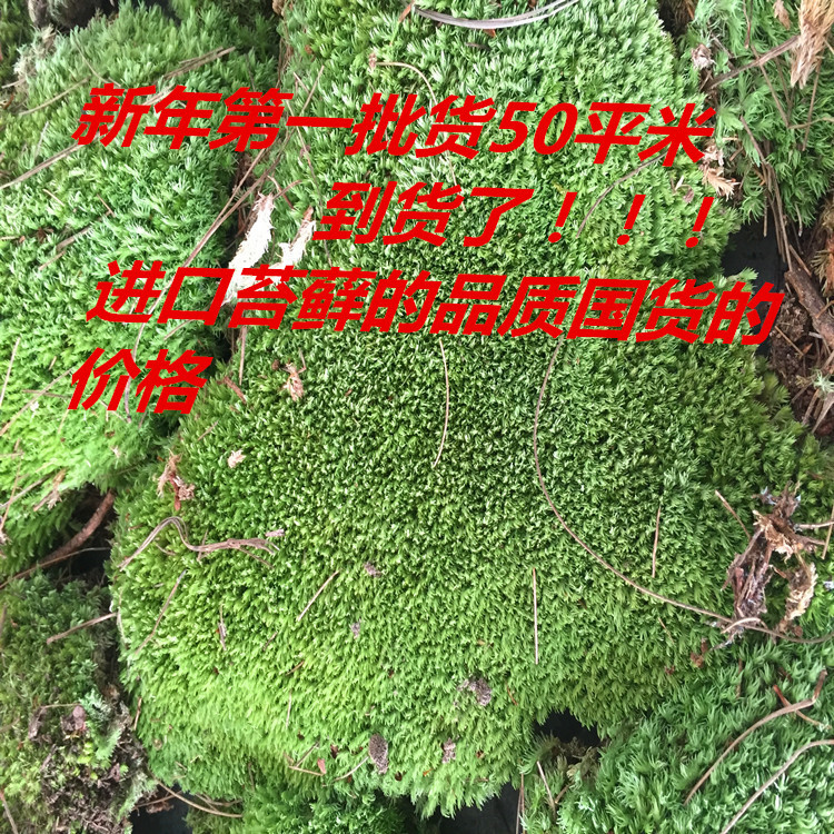 微景觀苔蘚小白發蘚 批發植物工藝品 創意禮品玻璃花瓶產地直銷工廠,批發,進口,代購