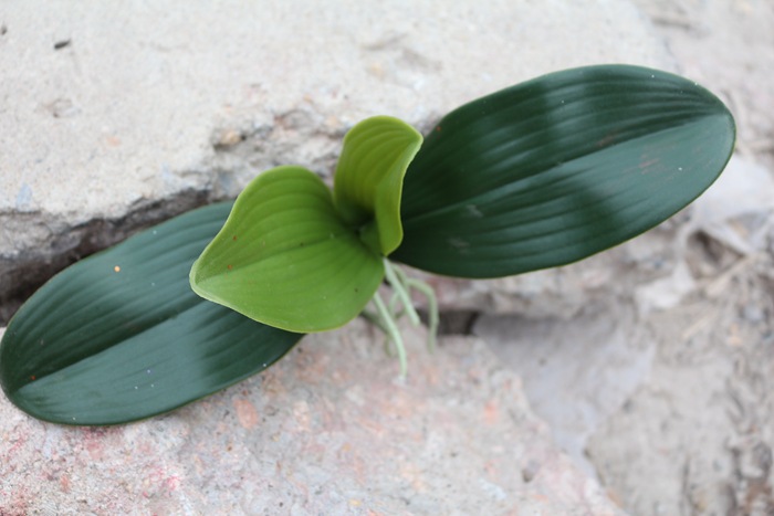 仿真蝴蝶蘭葉子PU蝴蝶蘭花葉子批發手感過膠蝴蝶蘭花葉子蘭花專用批發・進口・工廠・代買・代購