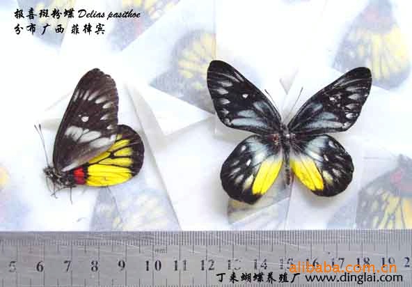供應昆蟲標本 天然蝴蝶標本 個人飾品 辦公裝飾工廠,批發,進口,代購