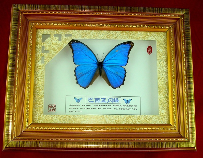 巴西藍閃蝴蝶標本收藏品工廠,批發,進口,代購