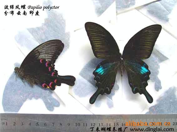 供應昆蟲標本  天然蝴蝶標本 工藝品 蝴蝶工藝品工廠,批發,進口,代購