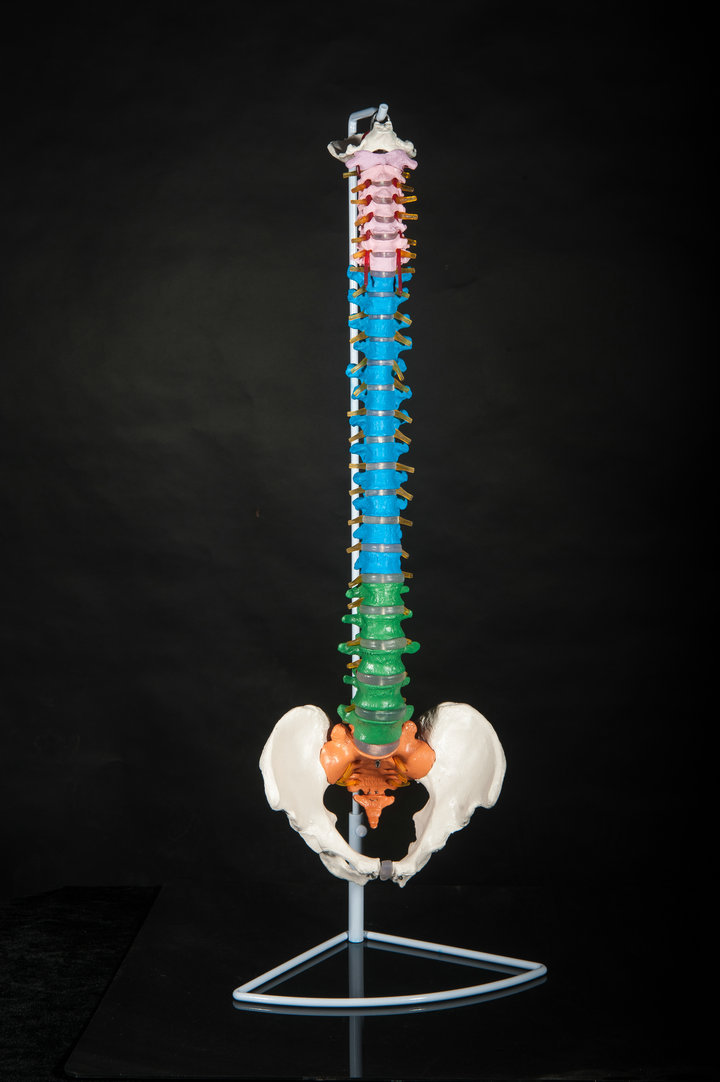 醫用彩色椎體人體脊柱模型人體骨骼模型大脊椎成人1:1帶胸椎骨盆工廠,批發,進口,代購