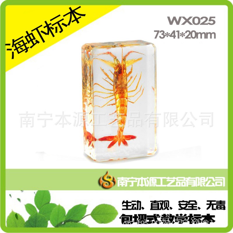 WX025海蝦標本 本源水晶人工琥珀工藝品 書鎮 教學生物包埋標本工廠,批發,進口,代購