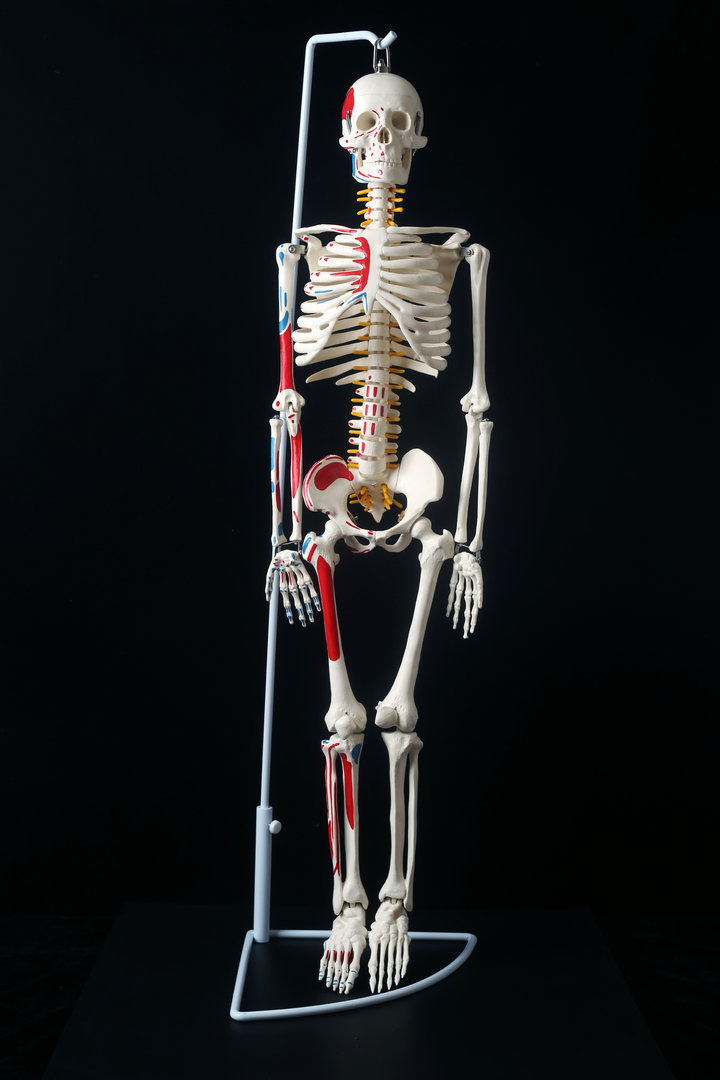 高端醫用人體骨骼模型 骨骼模型 脊柱模型 85CM 脊神經 骨架模型工廠,批發,進口,代購