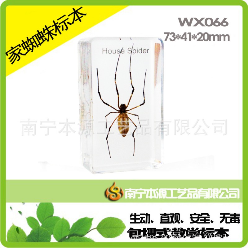 包埋標本 昆蟲標本 WX066傢蜘蛛標本 人工琥珀書鎮 中小學標本工廠,批發,進口,代購