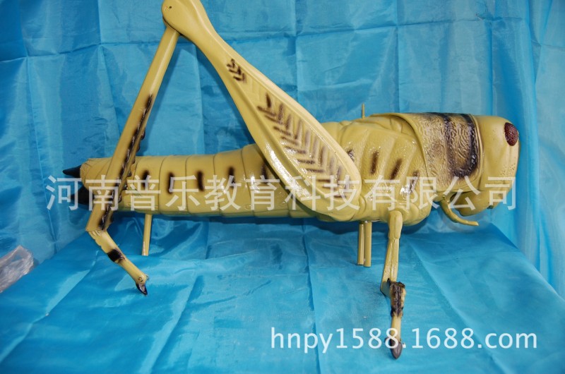 供應 3210型  蝗蟲解剖模型  生物教學示教模型工廠,批發,進口,代購