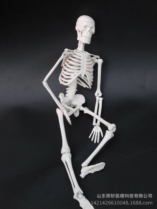 45CM 人體骨骼模型 可活動醫用教學模型有支架 骨架模型 脊柱模型批發・進口・工廠・代買・代購