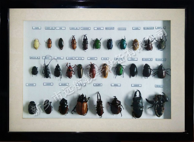 昆蟲標本 昆蟲一百種 昆蟲展覽標本 各類生活史標本 隻為製造精品批發・進口・工廠・代買・代購