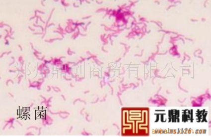 大量生產銷售出口生物顯微玻片-螺旋菌工廠,批發,進口,代購