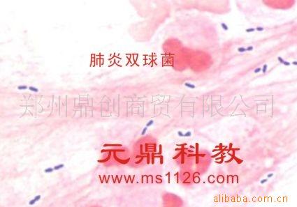 大量供應優質生物顯微玻片-肺炎雙球菌工廠,批發,進口,代購