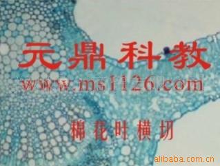 大量供應優質生物顯微玻片-棉花葉橫切工廠,批發,進口,代購