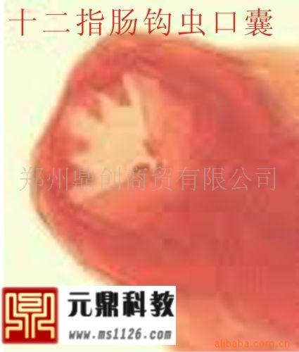 廠傢大量生產供應優質寄生蟲切片-十二指腸鉤蟲口囊工廠,批發,進口,代購