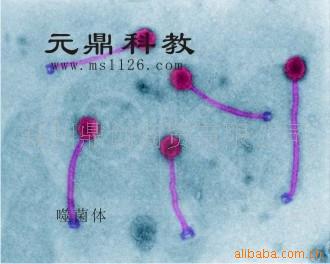 大量供應優質生物玻片標本-噬菌體工廠,批發,進口,代購