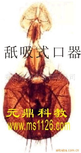 大量供應優質生物顯微玻片-舐吸式口器工廠,批發,進口,代購