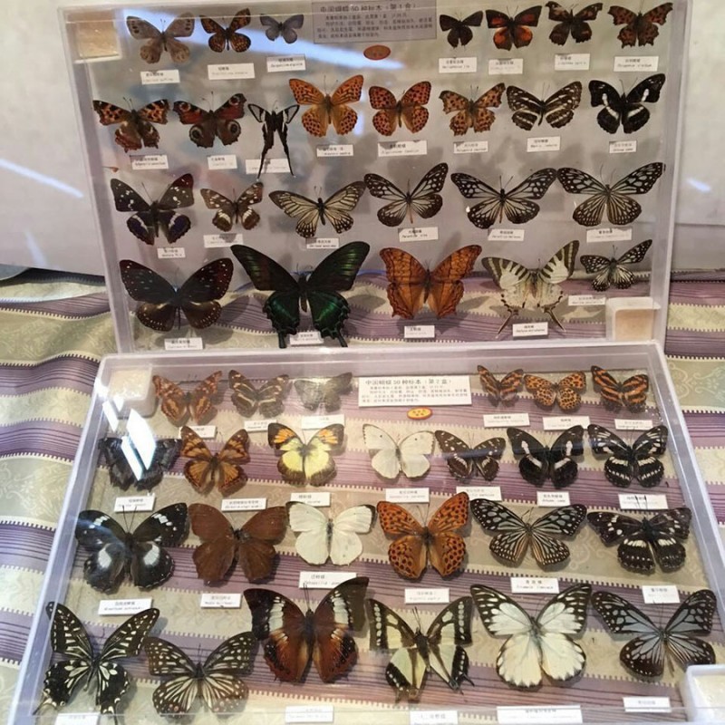 中國蝴蝶標本15種展示 教學昆蟲實物標本 美麗的蝴蝶裝飾傢居工廠,批發,進口,代購