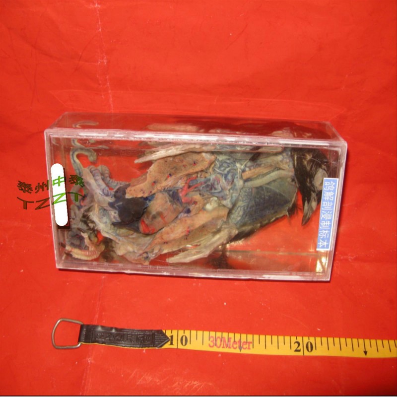 鴿解剖浸製標本 J43004 中學生物實驗器材 教學機器工廠,批發,進口,代購