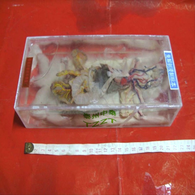 兔解剖浸製標本 J4105 初中、高中生物實驗器材 教學機器工廠,批發,進口,代購
