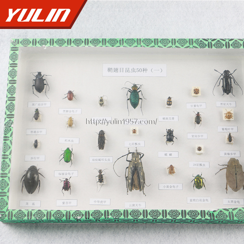 鞘翅目昆蟲50種 高校教學標本 乾製昆蟲標本 教學使用工廠,批發,進口,代購