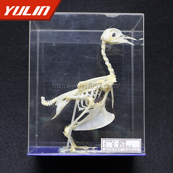 鴿子骨骼標本 鳥類骨骼標本 專業品質 無碎骨工廠,批發,進口,代購