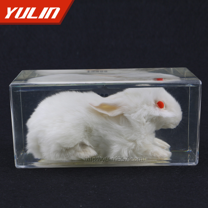 兔外形包埋標本 有機樹脂包埋 真實生動 栩栩如生工廠,批發,進口,代購