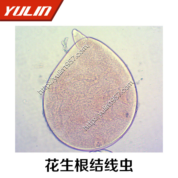 教學切片  生物實驗標本 生物玻片  花生根結線蟲工廠,批發,進口,代購