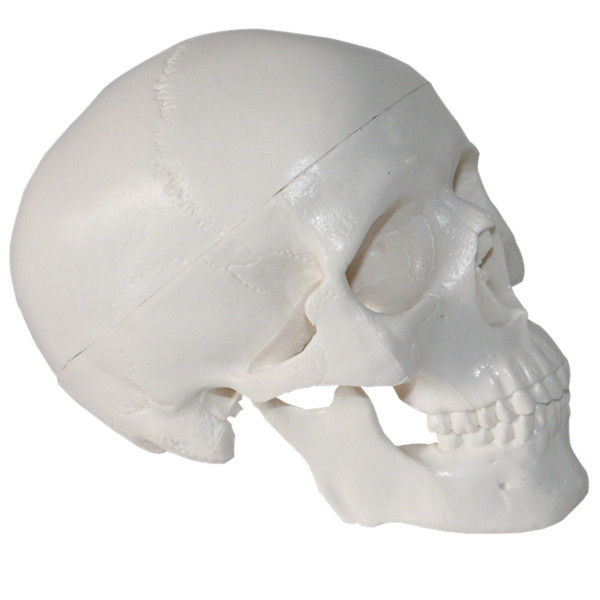 生產供應 人體頭骨模型縮小版 醫用藝用仿真版迷你骷髏模型批發・進口・工廠・代買・代購