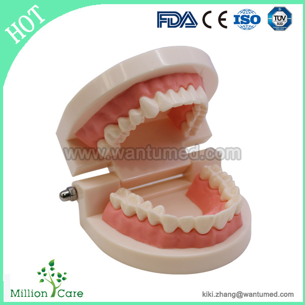 全口牙齒模型 口腔護理模型 教學模型 幼兒園刷牙教具 標準小牙模批發・進口・工廠・代買・代購
