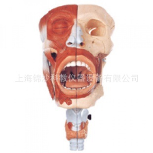 廠傢鼻、口、咽、喉腔模型喉解剖模型醫學模型工廠,批發,進口,代購
