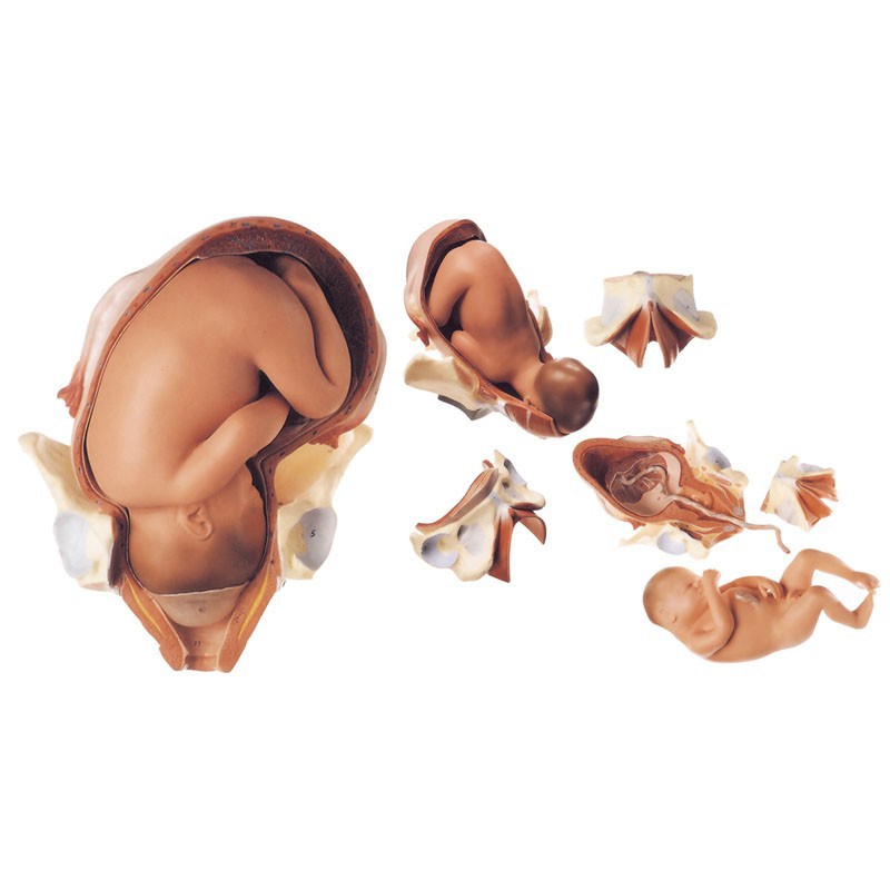 足月胎兒分娩過程模型 婦產科訓練模型 醫學教學模型 分娩過程工廠,批發,進口,代購