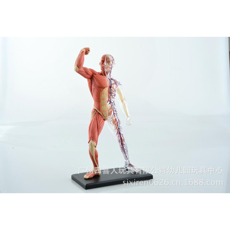 人體組織模型-肌肉與神經骨骼拼裝中小學生物教學器材 HA26058批發・進口・工廠・代買・代購