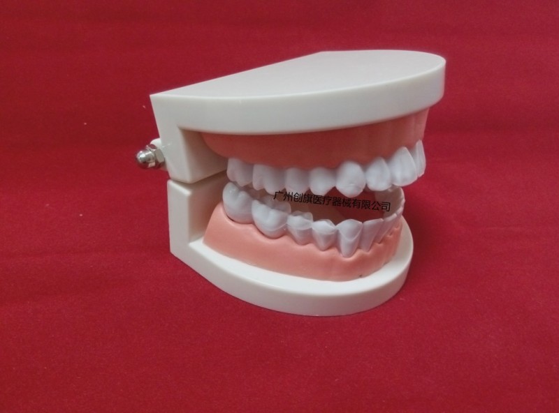 教學模型 小牙模 28顆 放大大牙齒模型 幼兒園模型 口腔學校批發・進口・工廠・代買・代購