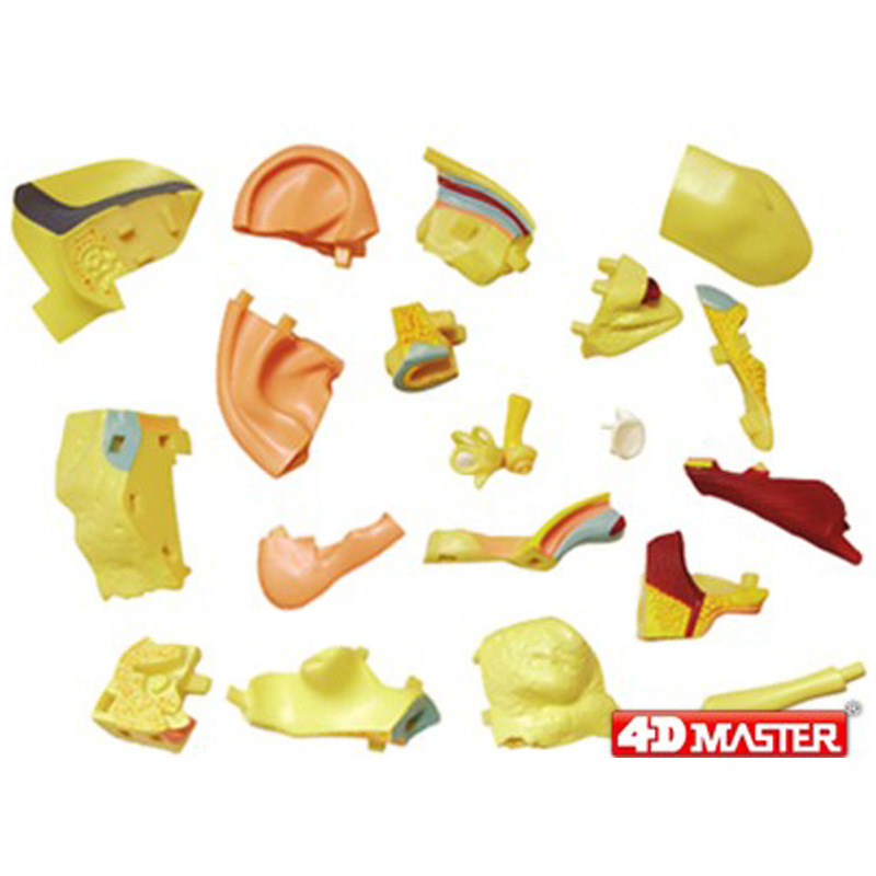 4D MASTER耳模型 學校生物教學器材  解剖拼裝玩具HA26055工廠,批發,進口,代購