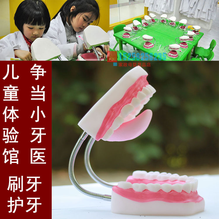 兒童早教中心/體驗館刷牙護牙教具 牙齒模型假牙口腔牙齒護理模型工廠,批發,進口,代購