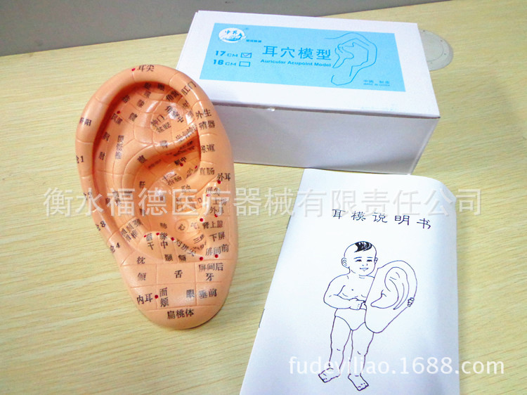 上海經絡通耳模型耳朵模型耳部反射區按摩17cm標準耳貼穴位工廠,批發,進口,代購