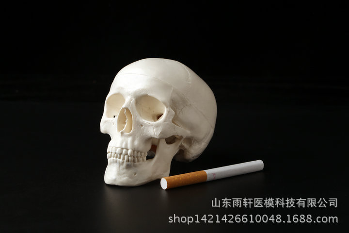 頭骨模型頭顱骨模型骷髏頭模型人體骨骼脊柱模型 醫用藝用美術批發・進口・工廠・代買・代購