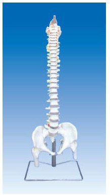 醫學教學模型  人體解剖模型  脊柱骨骨盆與股骨頭模型工廠,批發,進口,代購
