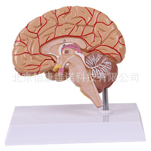 北京人體解剖醫學模型腦模型右腦及腦血管解剖模型醫用教學用模型工廠,批發,進口,代購