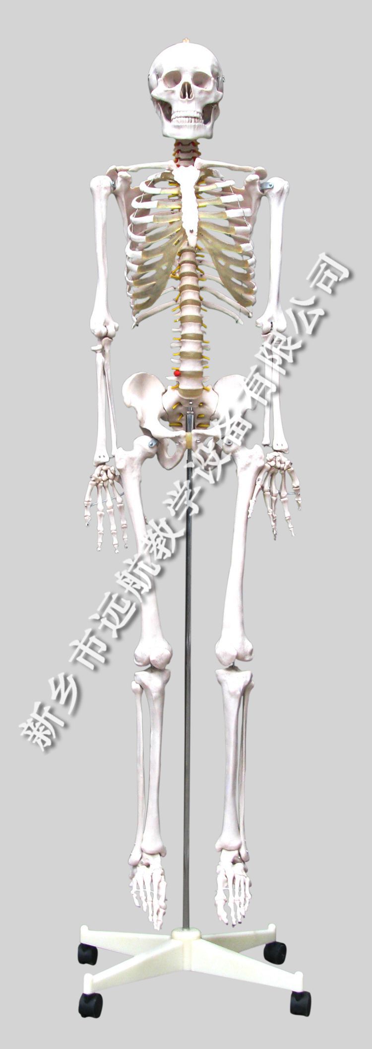 醫學模型 醫學教學模型 骨骼模型 人體骨骼模型180cm  廠傢直銷批發・進口・工廠・代買・代購