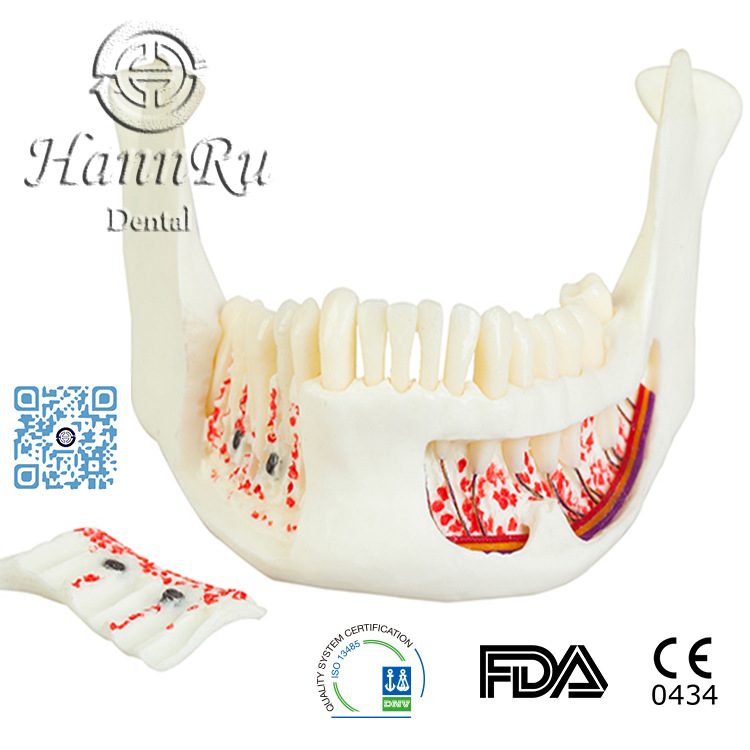 ASK-02 Jaw Bone Model (lower side) 頜骨模型（下側）批發・進口・工廠・代買・代購