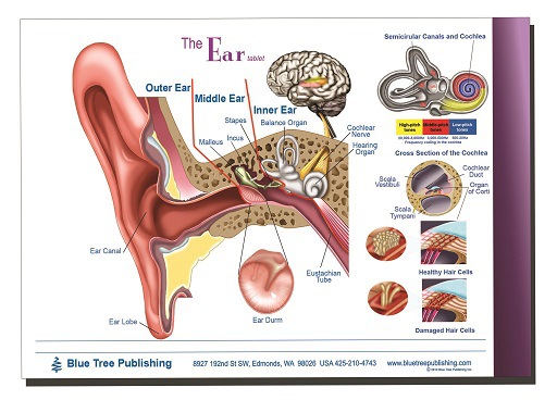 耳解剖耳外科耳內科醫生教具醫療教學書本子筆記本病例記錄批發・進口・工廠・代買・代購