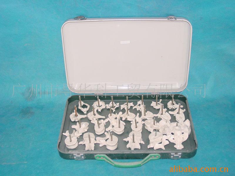 GD0141D000-168公分成人脊椎散骨模型工廠,批發,進口,代購