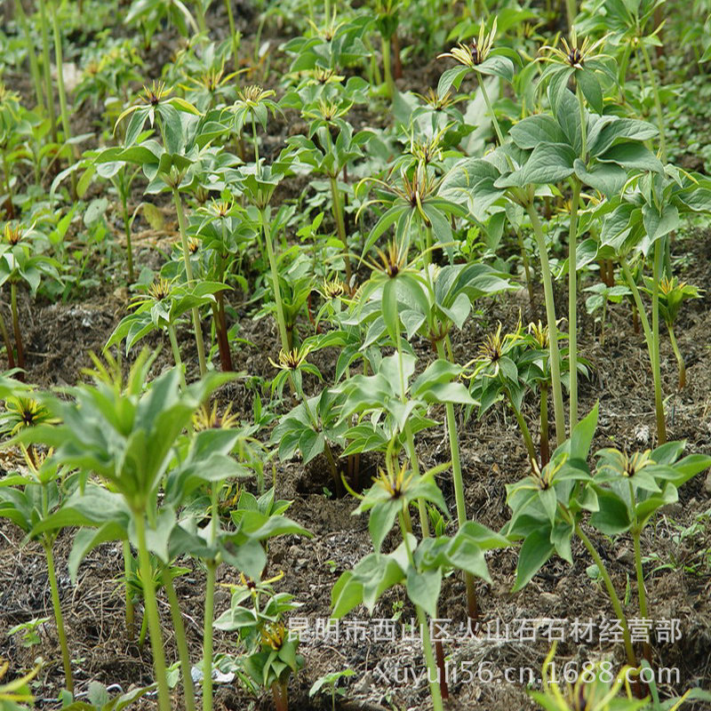 騰沖龍陵重樓種植用輔料火山石〖質地疏松〗【保水性】【進水性】工廠,批發,進口,代購