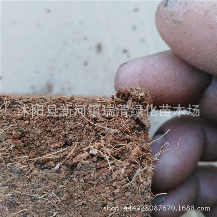 椰磚椰磚土耶磚 椰粉磚 種菜土種花土營養土壤改良土質650克批發・進口・工廠・代買・代購
