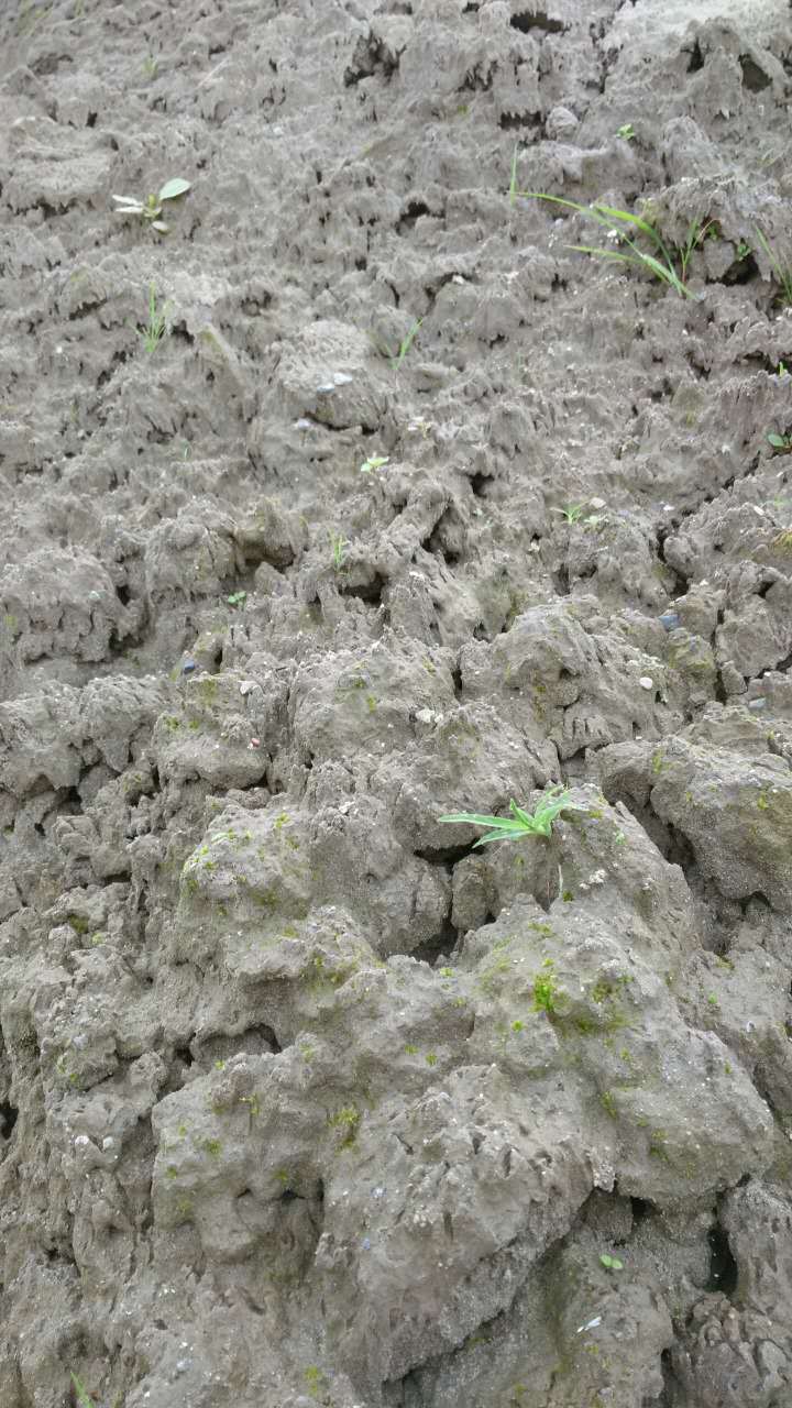 種植土/泥沙/ 泥巴/工廠,批發,進口,代購