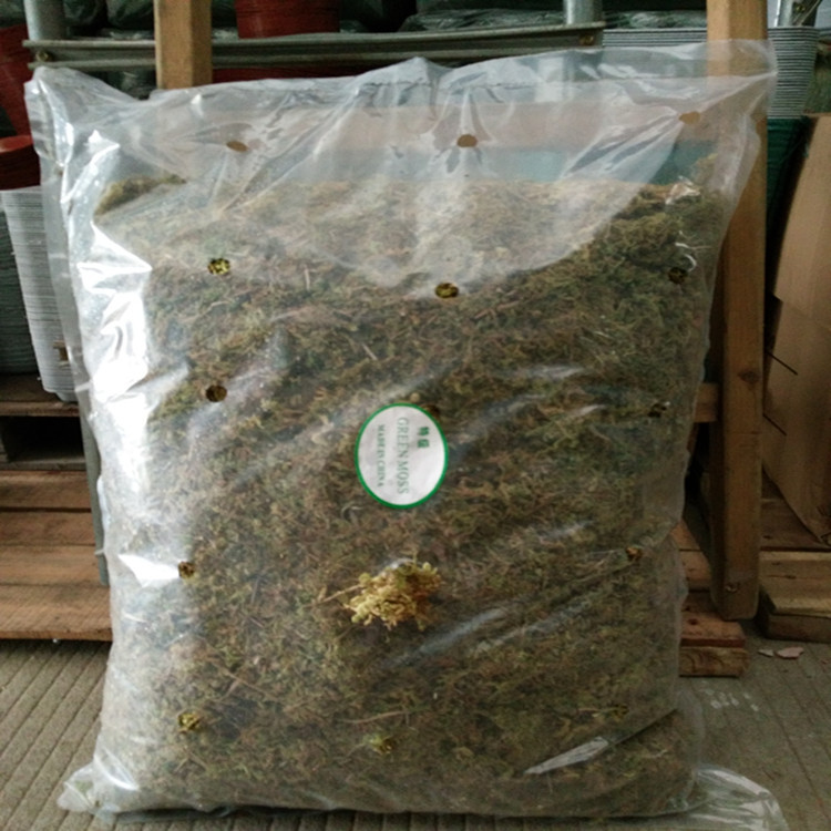 廠傢直銷 苗木嫁接多肉盆栽苔蘚/青苔草 觀賞/保濕/花卉專用水草工廠,批發,進口,代購