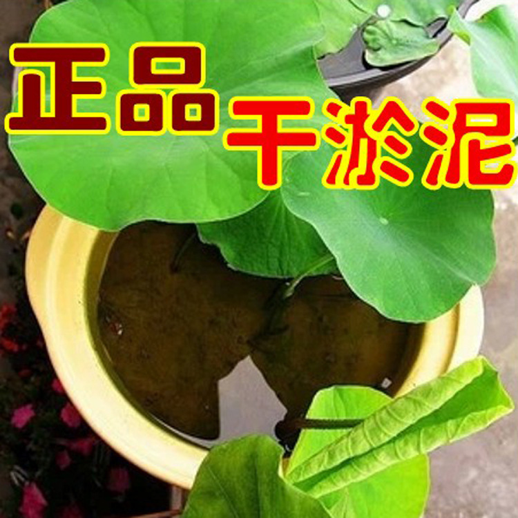 現挖淤泥 河泥 乾泥土 荷塘泥適用於碗蓮水生植物  價格實惠工廠,批發,進口,代購