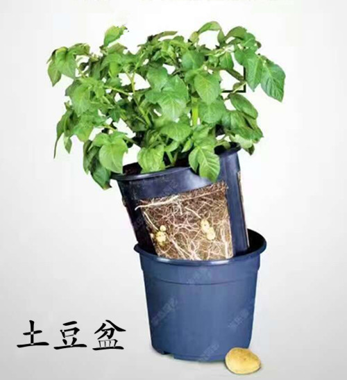 歐勃亞土豆盆 丹麥進口 塊根塊莖土豆紅薯系列專用種植盆創意花盆工廠,批發,進口,代購