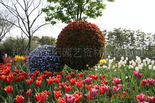 立體景觀花球價格 立體景觀花球廠傢 立體景觀花球批發 立體花球批發・進口・工廠・代買・代購