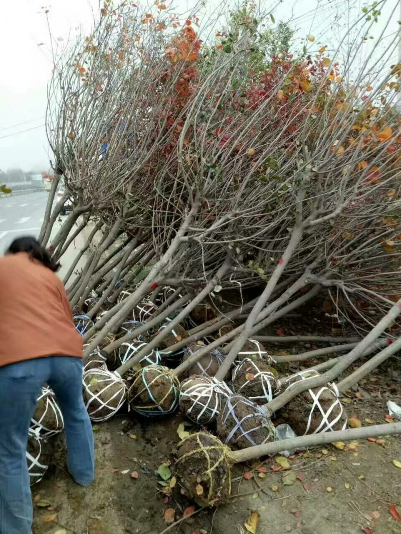 草繩 綠化園林草繩，草片，草繩，捆土球佈條佈條工廠,批發,進口,代購