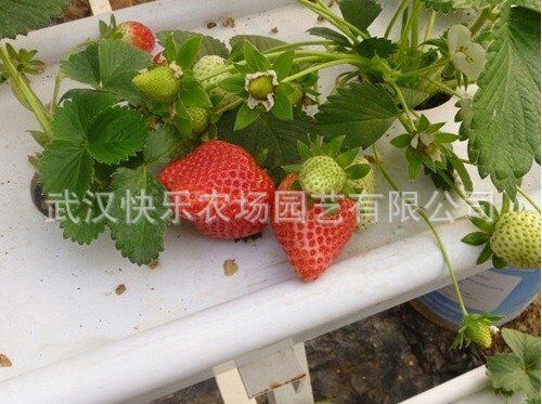 溫室大棚專用草莓栽培設施 專用草莓種植槽 觀光采摘農業專用工廠,批發,進口,代購